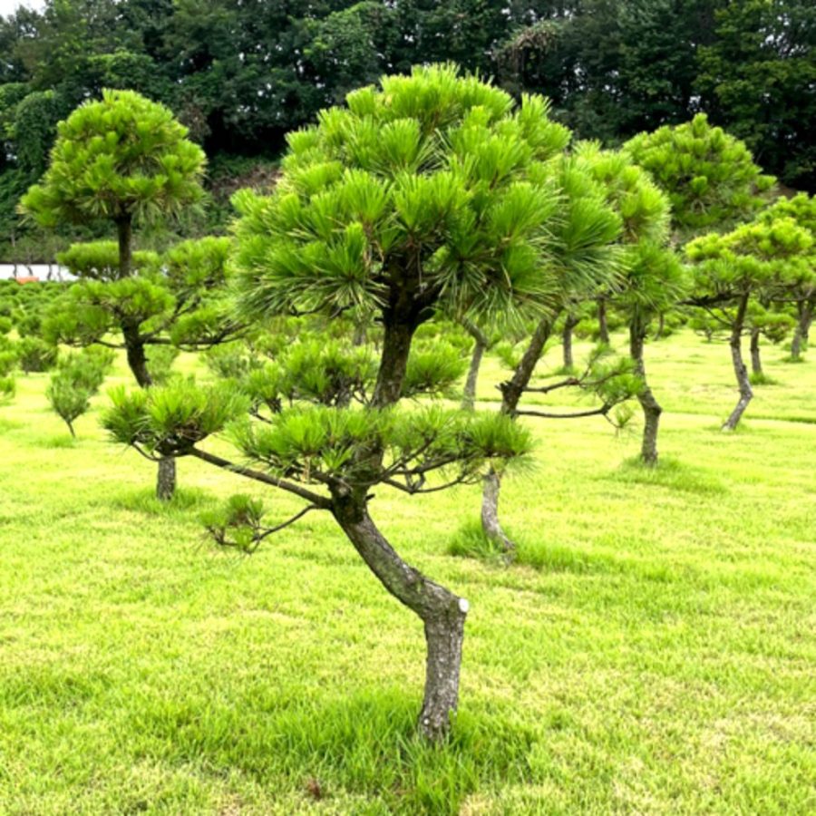 [경기광주] 남서울가족공원